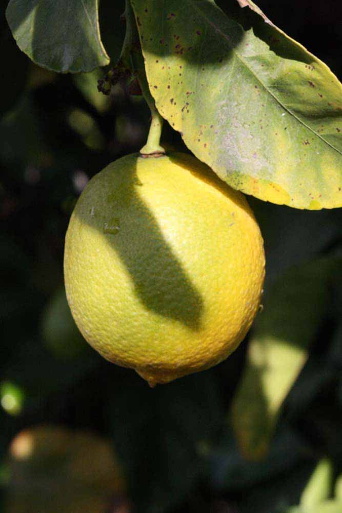            Fruit (Femminello Siracusano 2KR, Riverside, CA)   